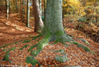 My favourite tree My favourite tree