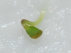 Woad seedling – sowed at St. Wendelin Woad seedling – sowed at St. Wendelin