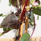 Christmas surprise: Malabar spinach Christmas surprise: Malabar spinach
