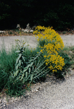 Blooming woad plant in South France Blooming woad plant in South France