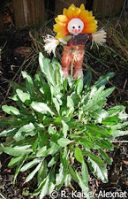Woad in my garden
