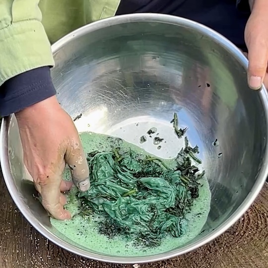 Arbeitsschritte | Blauf�rberei mit frischen Waidbl�ttern