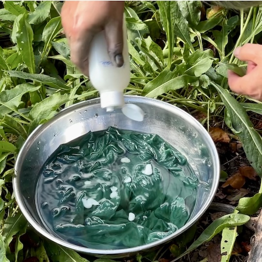 Arbeitsschritte | Blauf�rberei mit frischen Waidbl�ttern